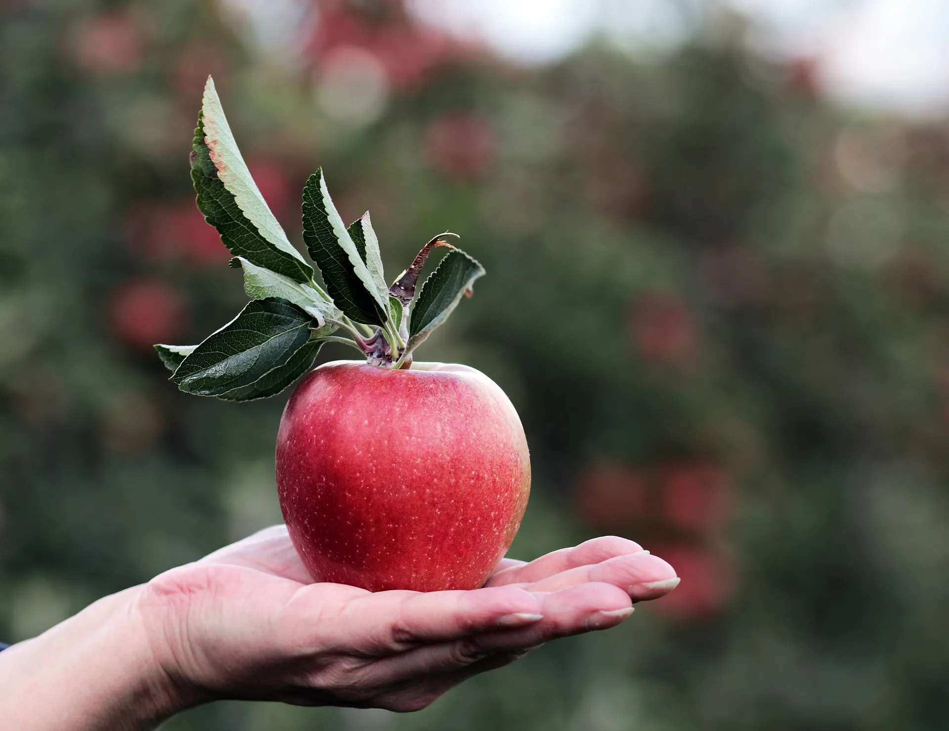 Mangiare una mela al giorno fa veramente bene? Ecco la risposta 