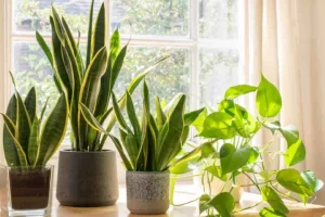 Ecco le piante che purificano l'aria in casa