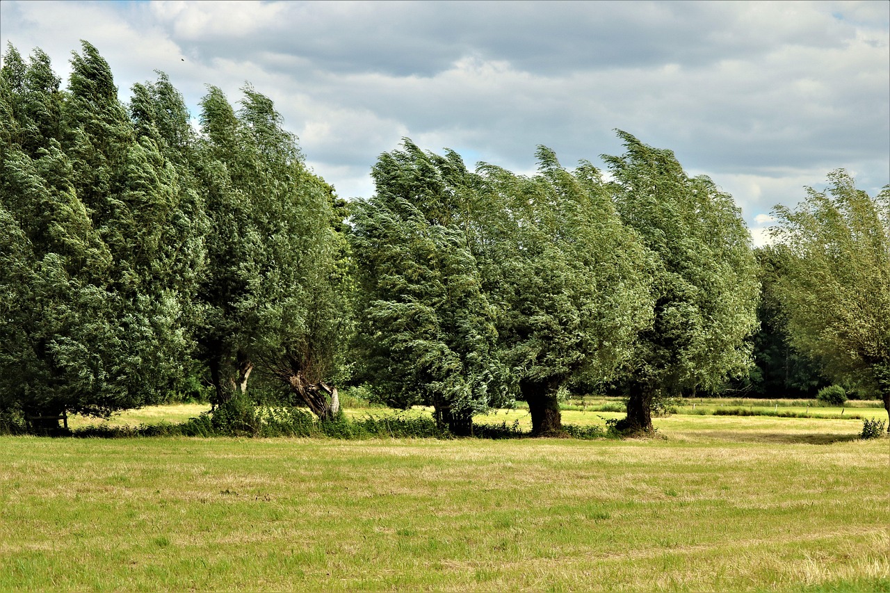 Barriere naturali per proteggere piante sensibili al vento, con vegetazione e strutture di supporto.