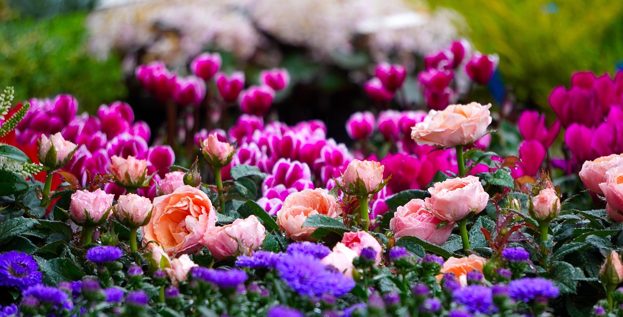 Aiuola colorata di fiori primaverili in piena fioritura.