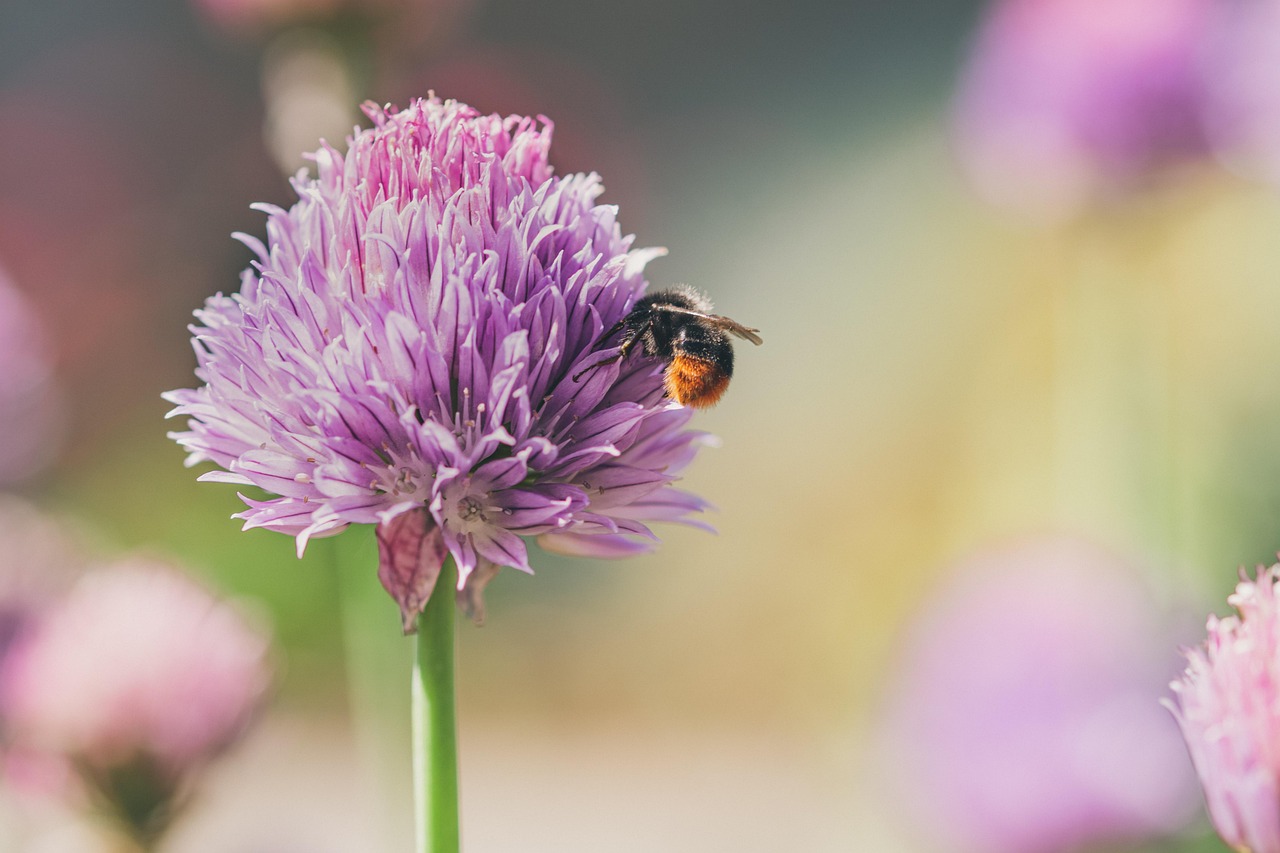 Piante fiorite nel giardino che attraggono api, ideali per un orto ecologico.