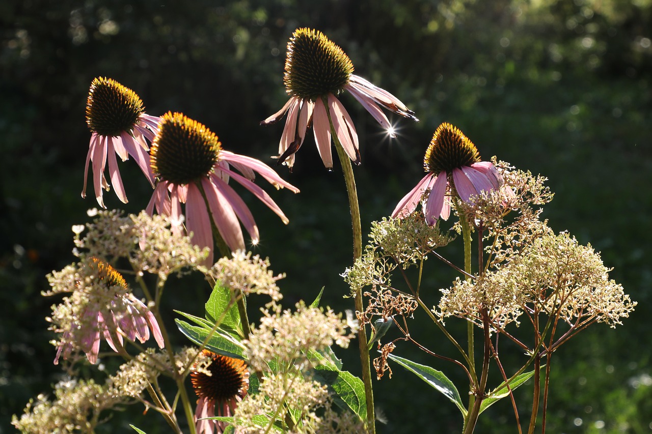 Giardino di piante autoctone con fiori colorati e vegetazione rigogliosa.