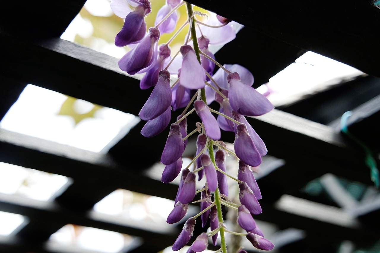 Progetto di pergolato adornato con piante rampicanti fiorite in un giardino.