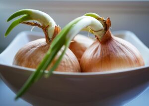 Cipolle germogliate in un vaso, pronte per essere coltivate dal gambo.