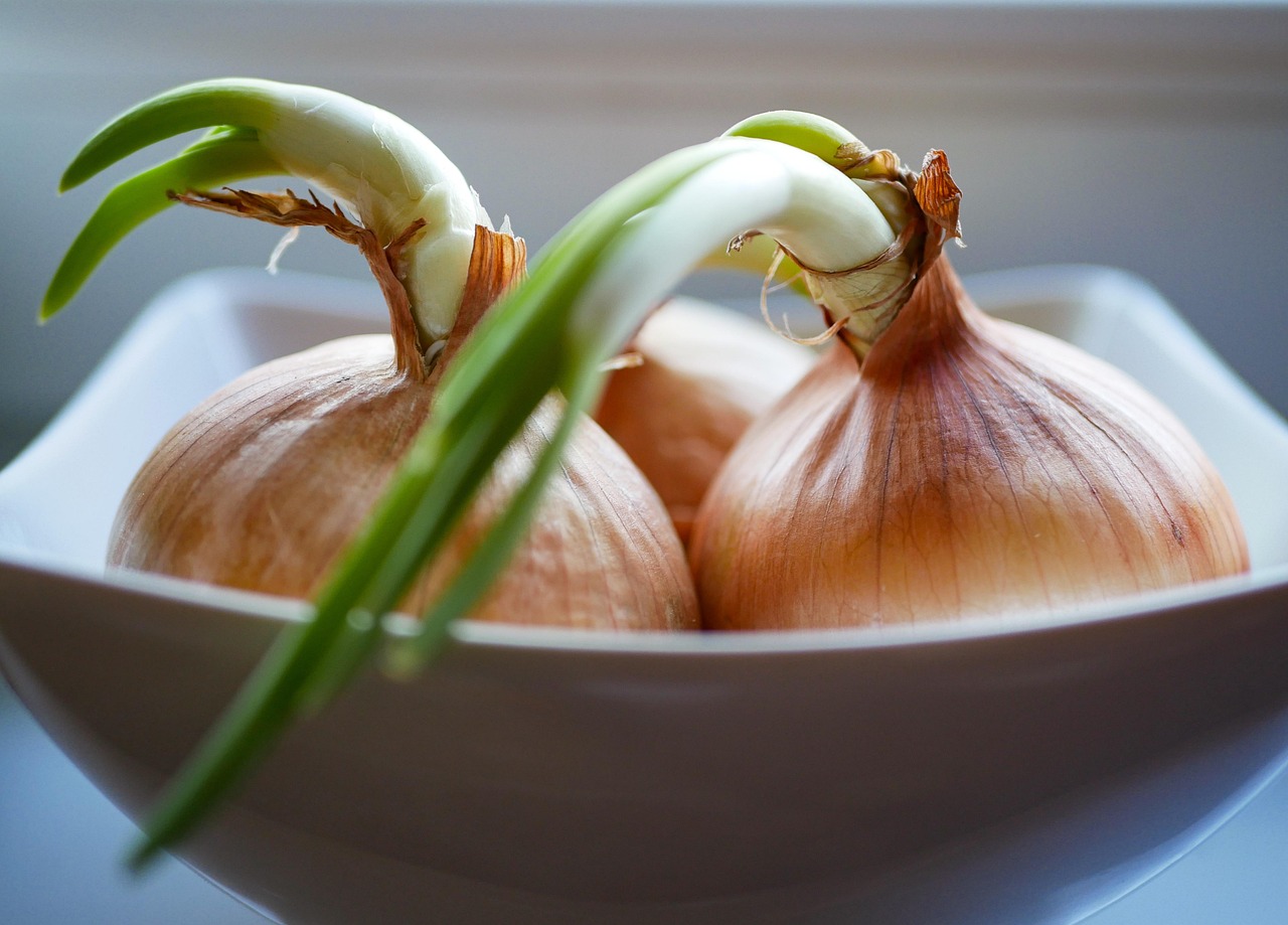 Cipolle germogliate in un vaso, pronte per essere coltivate dal gambo.
