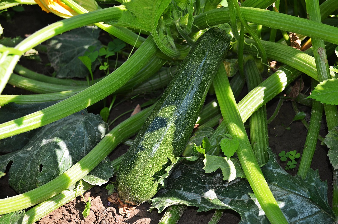 Zucchine fresche e rigogliose nel giardino, pronte per la raccolta.