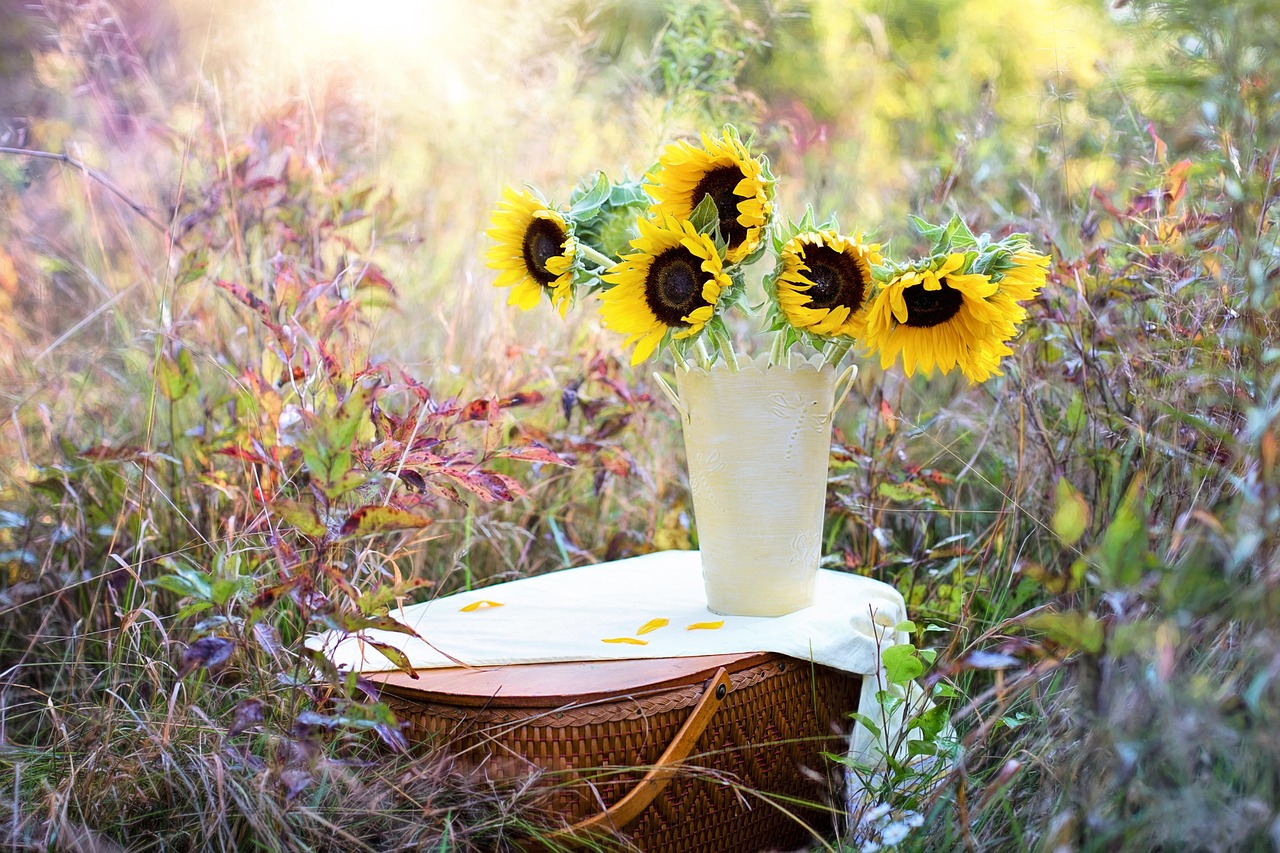 Girasoli in vaso con fiori gialli, pronti per la coltivazione e la crescita ottimale.