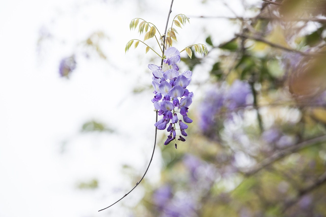 Glicine in fiore con rami verdi, simbolo di bellezza e consigli per una fioritura abbondante.