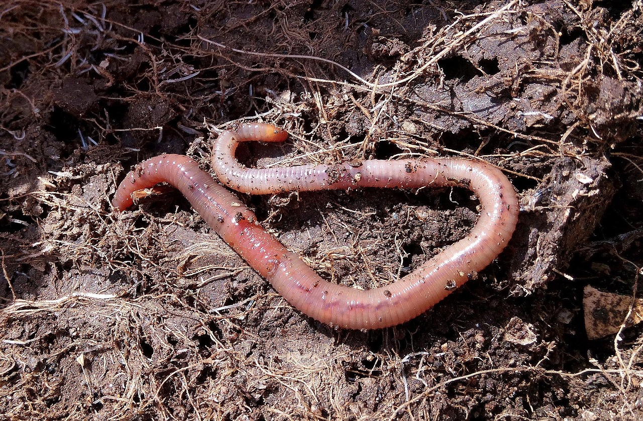 Immagine di un lombrico su terreno fertile, simbolo della lombricoltura per fertilizzante naturale.