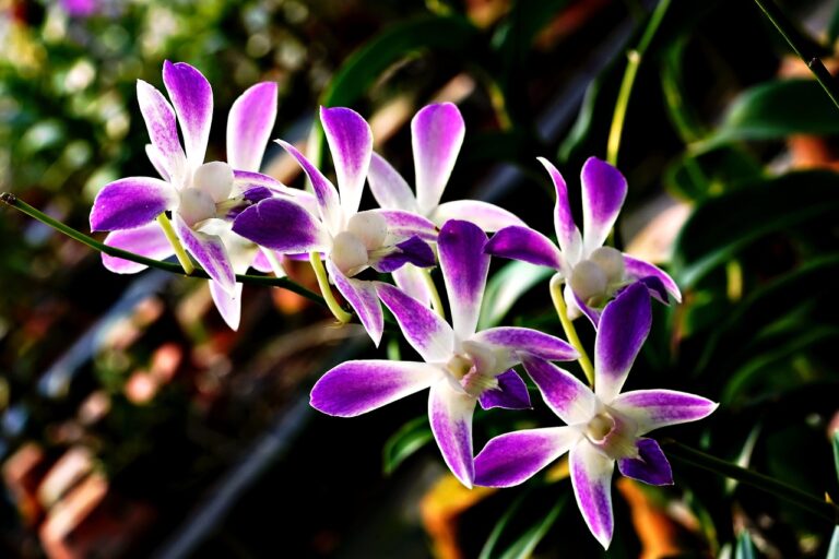 Mai innaffiare l'orchidea così: consigli per farla fiorire tutto l'anno