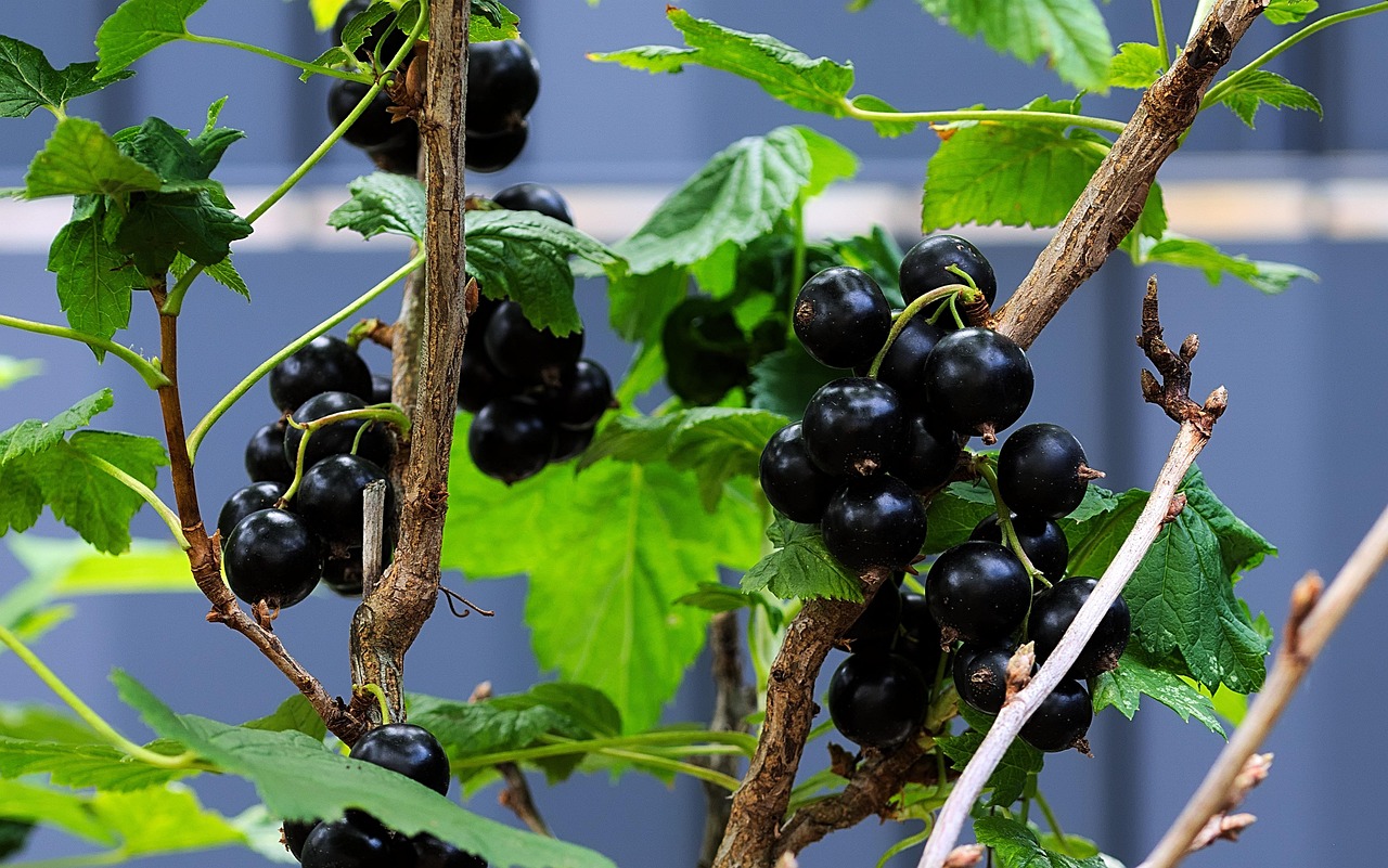 Varie piante da frutto nane in vaso su un balcone soleggiato.