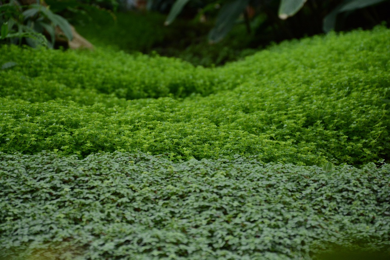 Varie piante tappezzanti verdi che coprono il terreno in un giardino soleggiato.