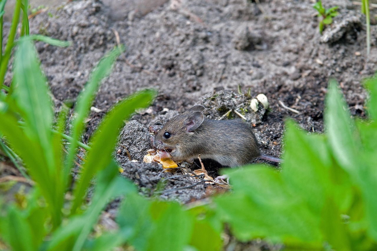 Pianta repellente per arvicole in un orto, con radici protette e vegetazione sana.