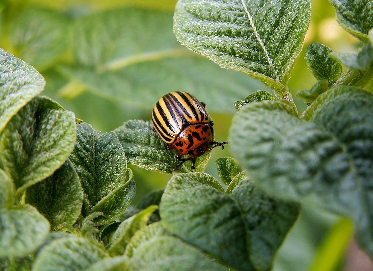 Dorifora della patata su una foglia, simbolo del parassita tornato in Italia.